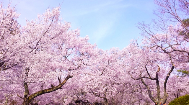 足利千歳桜まつり 足利市 栃木県 花火大会 お祭り イベントの場所や開催日程