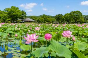 栃木市つがの里ハスまつり