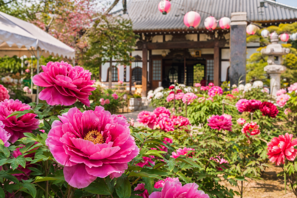 現在の画像: 足利市 光明寺ぼたん祭り